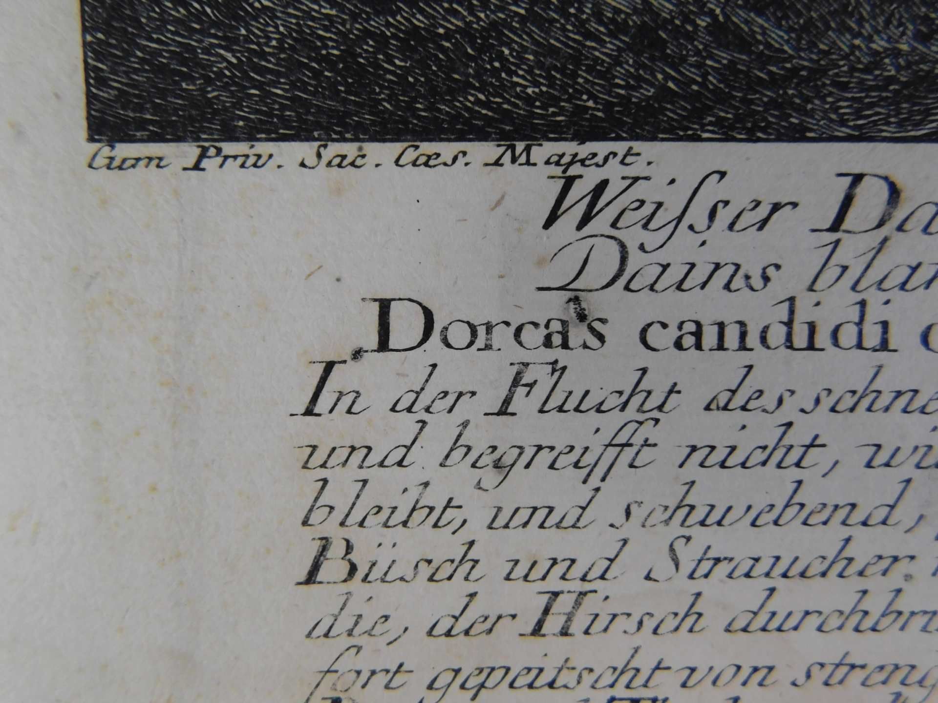 Johann Elias Ridinger (*1698-1767), orig. Kupferstich, ca. 1736, Weißer Dam Hirsch u. die Hünd - Image 2 of 4
