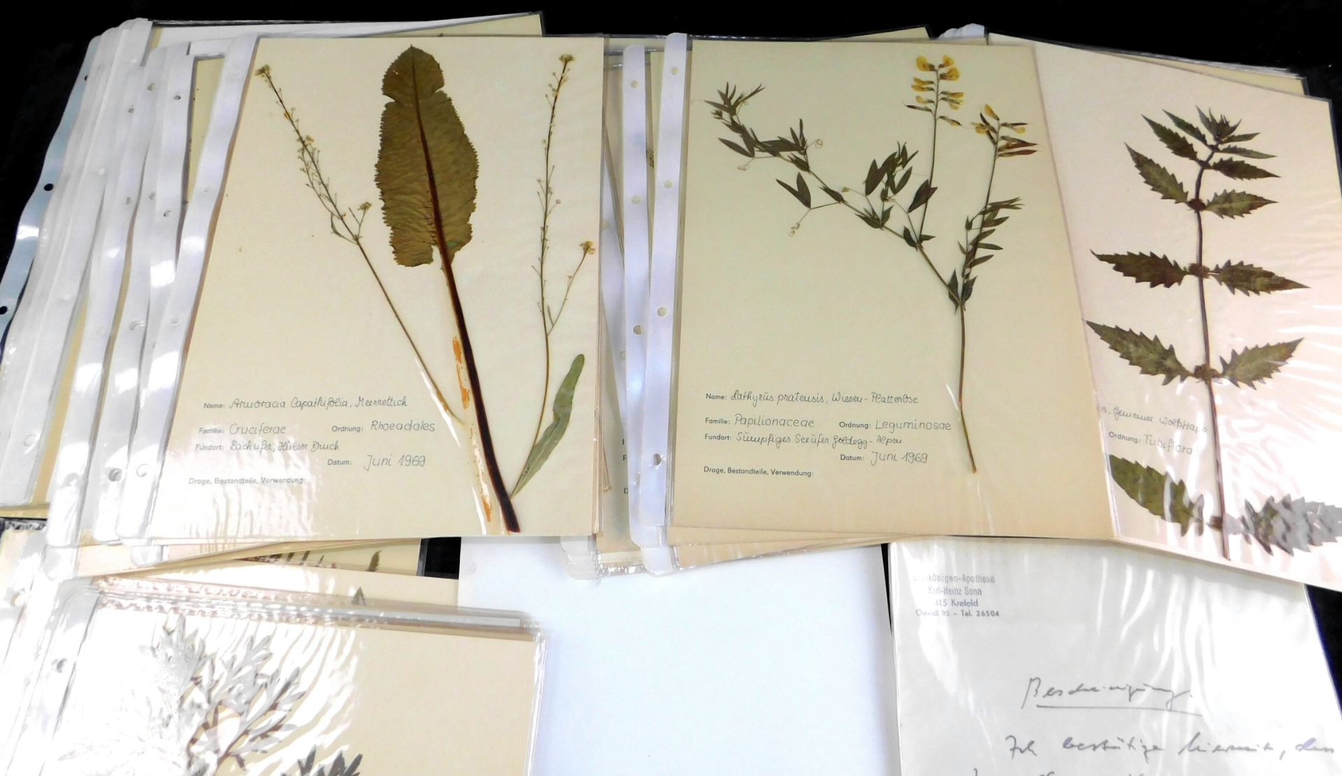 Wissenschaftl. Herbarium, Großer Ordner 1969, Apotheker Bescheinigung zum Lehrende 1970<br - Bild 2 aus 3