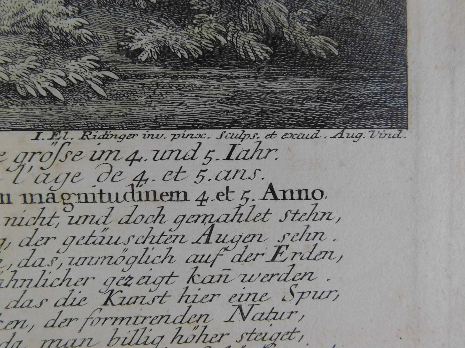 Johann Elias Ridinger (*1698-1767), orig. Kupferstich, ca. 1736, Weißer Dam Hirsch u. die Hünd - Image 3 of 4