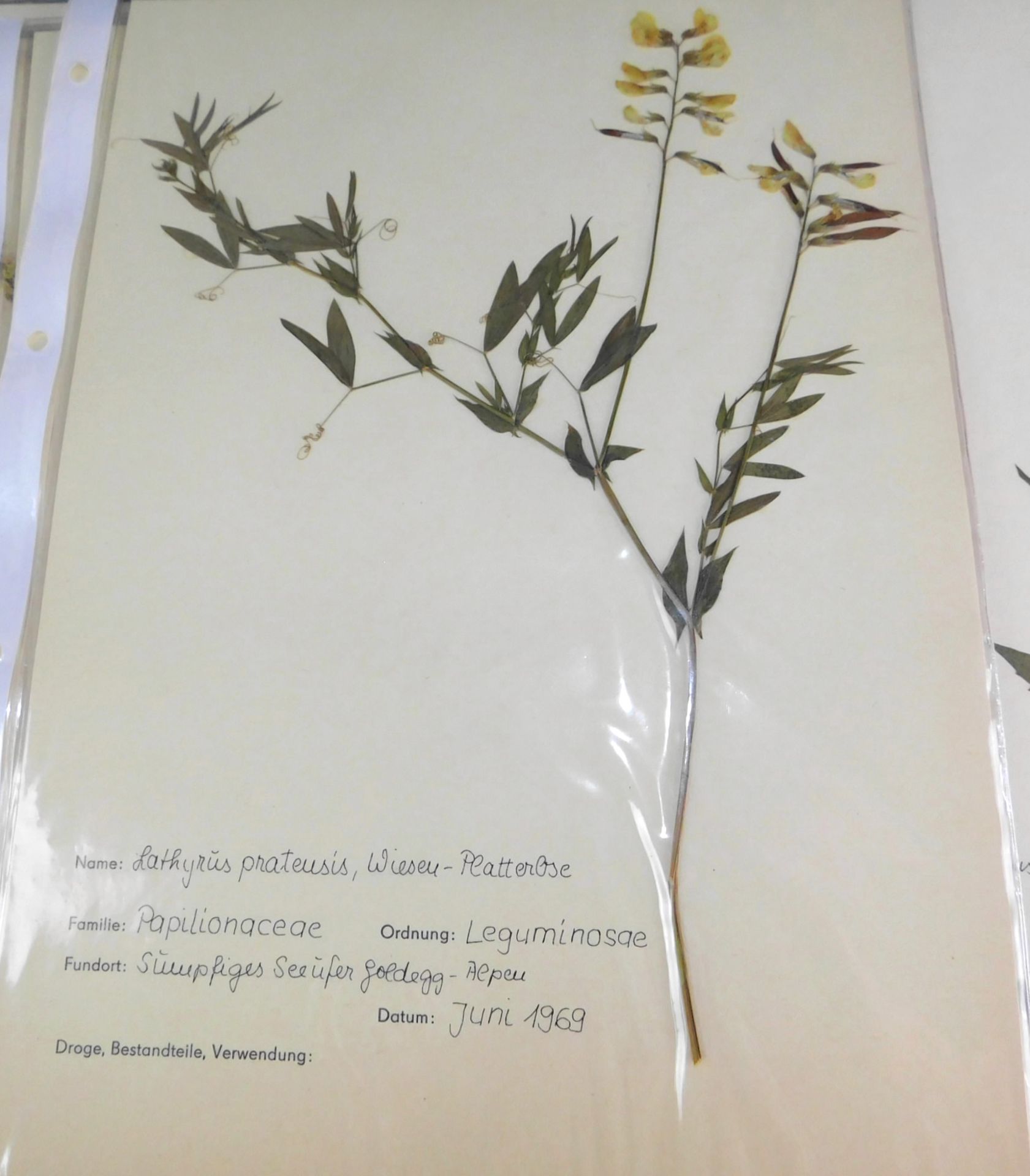 Wissenschaftl. Herbarium, Großer Ordner 1969, Apotheker Bescheinigung zum Lehrende 1970<br - Bild 3 aus 3