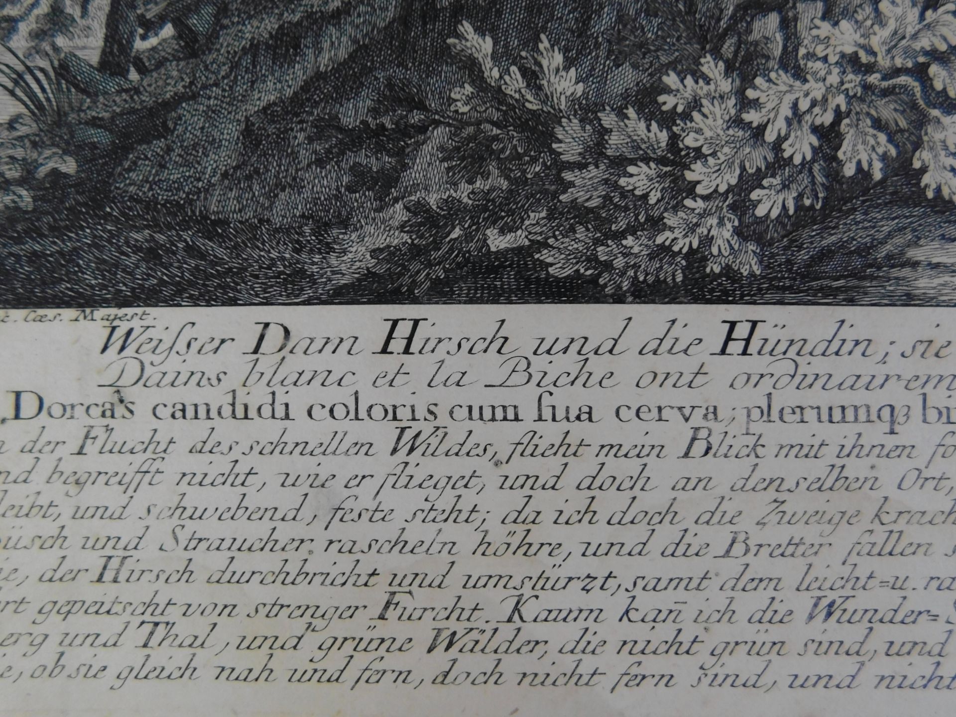 Johann Elias Ridinger (*1698-1767), orig. Kupferstich, um 1736 "Weißer Dam Hirsch u. die Hündin" - Image 4 of 4