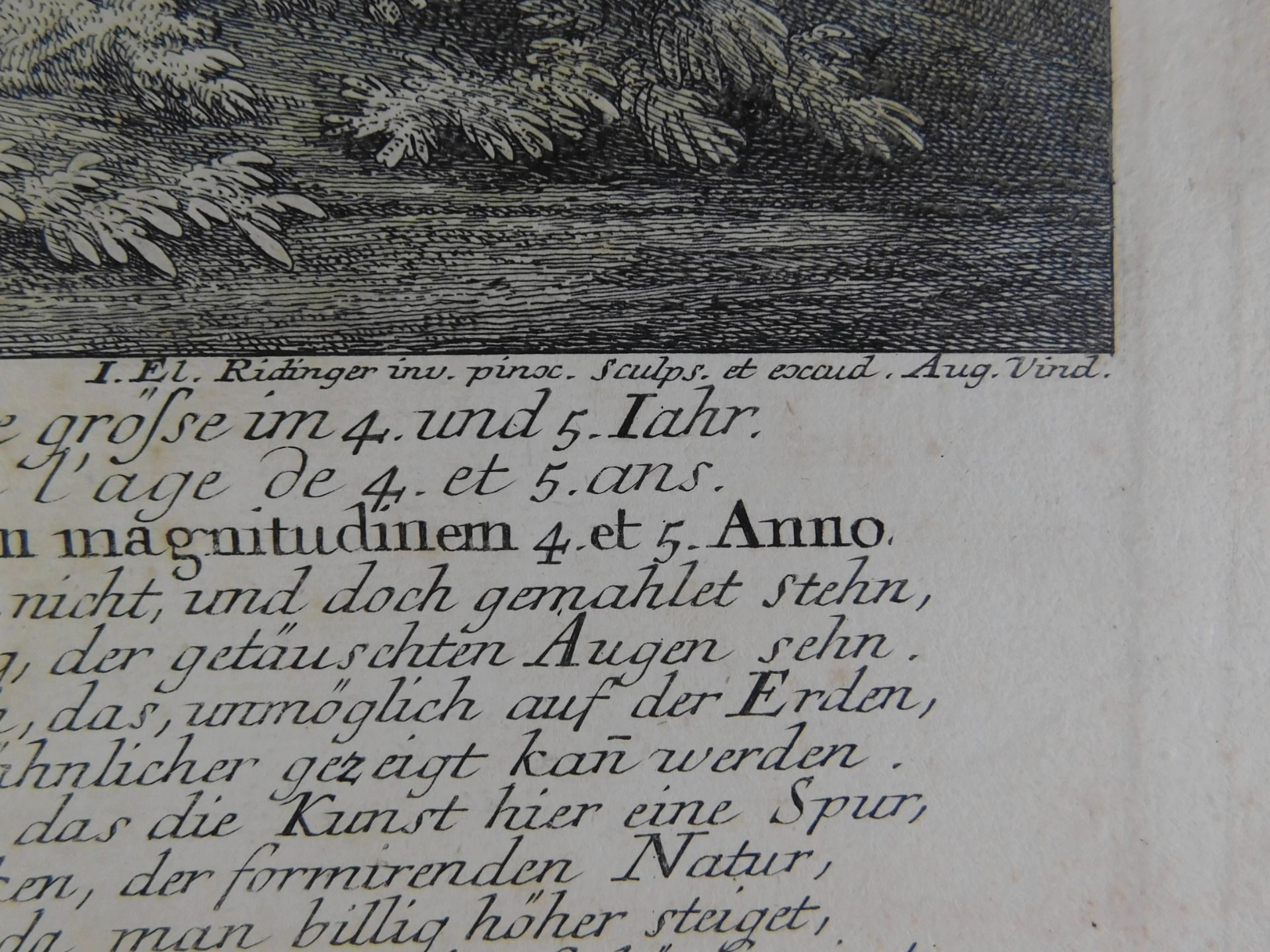 Johann Elias Ridinger (*1698-1767), orig. Kupferstich, um 1736 "Weißer Dam Hirsch u. die Hündin" - Image 3 of 4