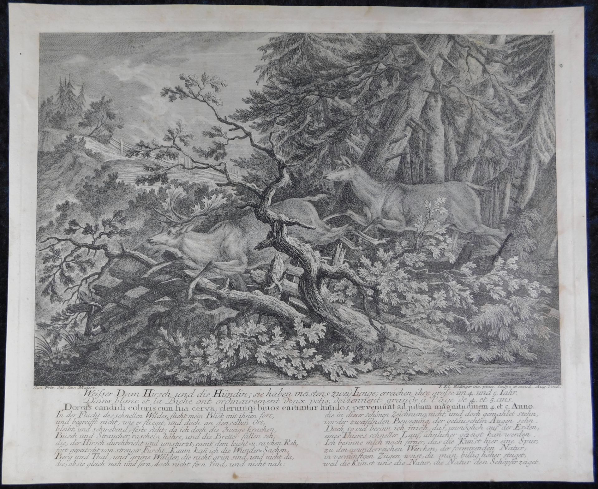 Johann Elias Ridinger (*1698-1767), orig. Kupferstich, um 1736 "Weißer Dam Hirsch u. die Hündin"