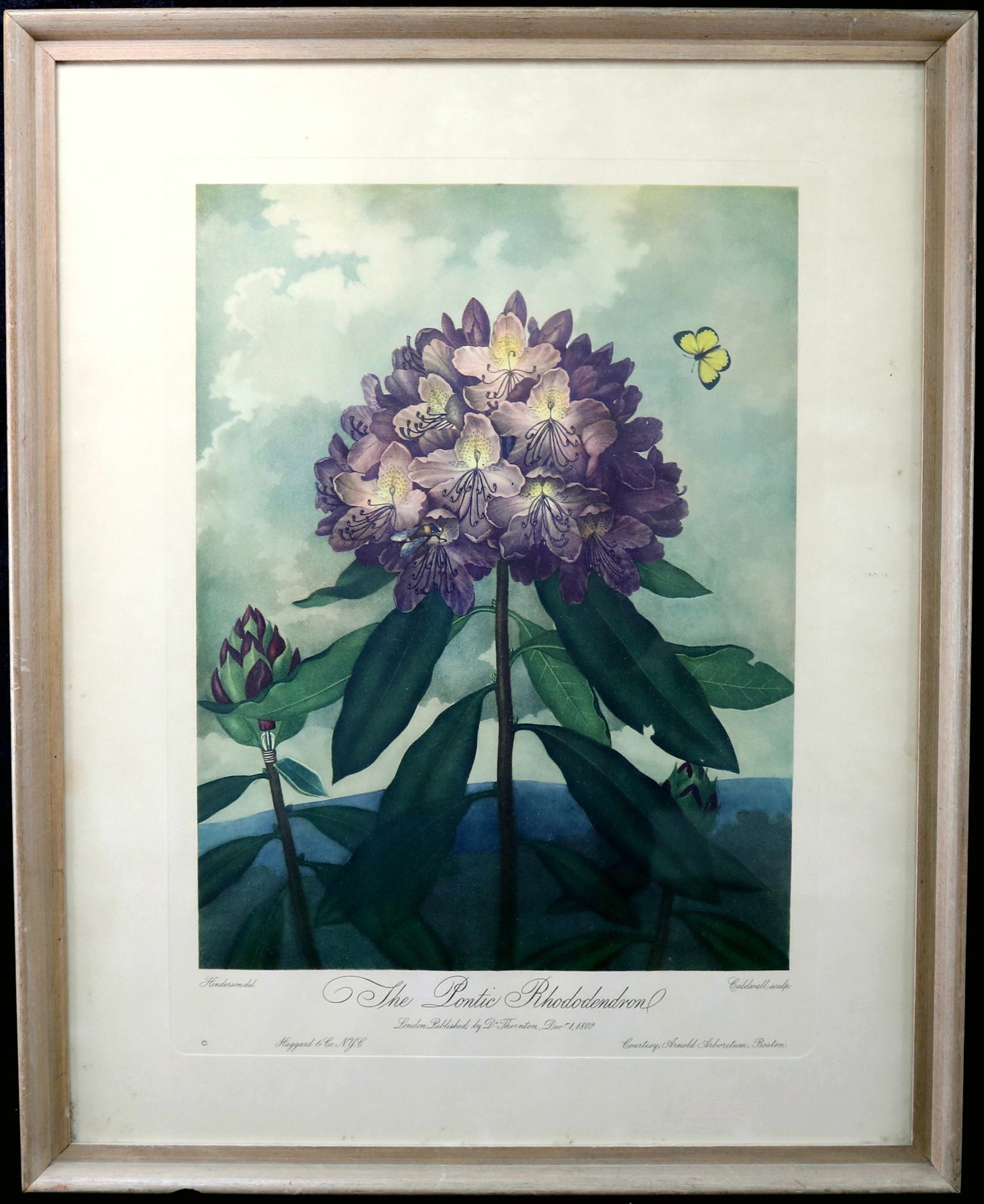 Grafik: Robert John Thornton (*1768-1837) "The Pontic Rhododendron", 20. Jh., 49 x 36 cm