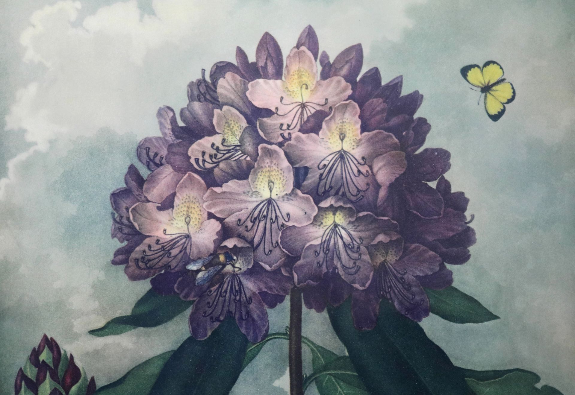 Grafik: Robert John Thornton (*1768-1837) "The Pontic Rhododendron", 20. Jh., 49 x 36 cm - Bild 3 aus 4