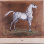 Carl Eckstorff, Pferdeportrait von dem weißen Araber Hengst Ghazal, ein arabisches Vollblut, Silbers