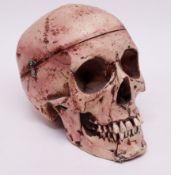Totenkopf. Anatomiemodell, präparierter menschlicher Schädel, zu Studienzwecken am Unterkiefer durch