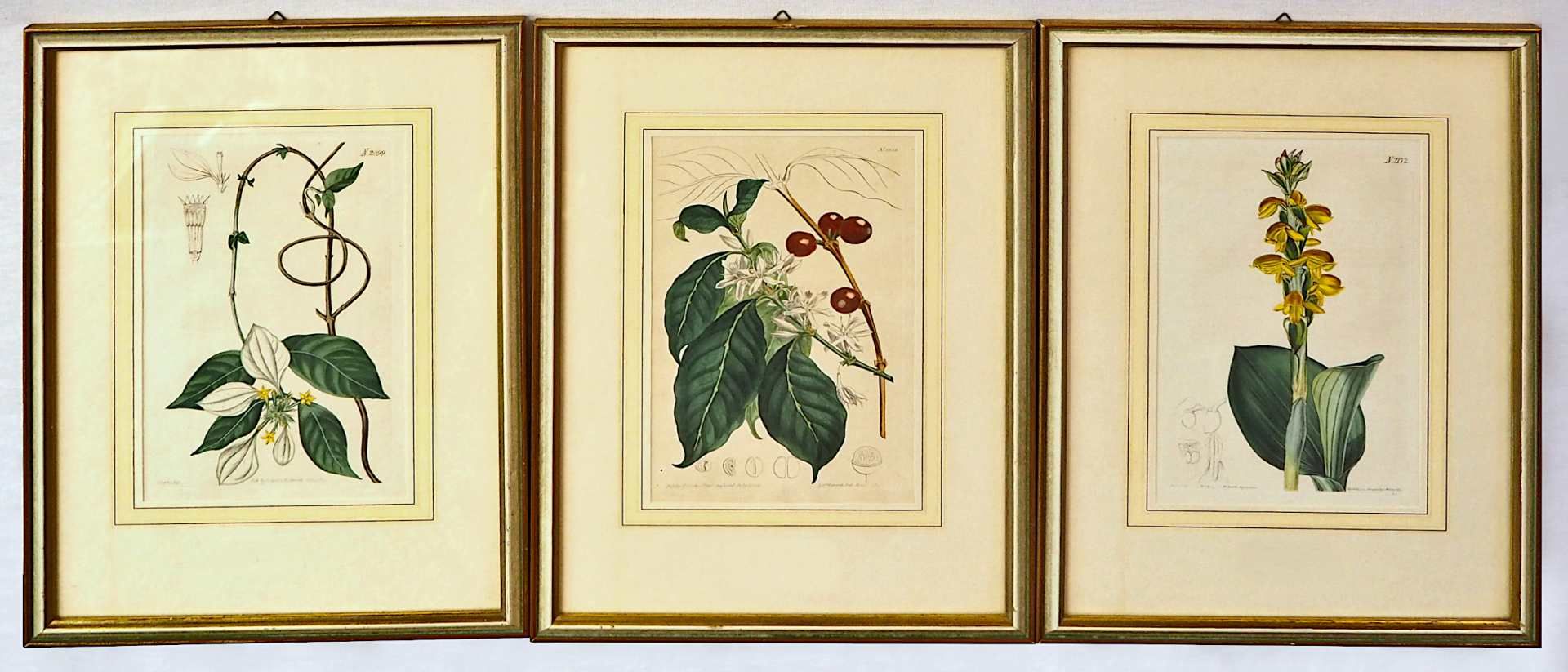 3 altkolorierte Kupferstiche aus "Curtis's Botanical Magazine", 1787 gegründet von William CUR