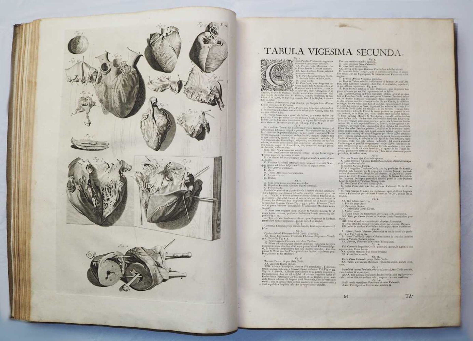 1 aufwendig illustriertes Anatomie Lehrbuch von 1739:"Anatomia Corporum Humanorum cent - Bild 9 aus 12
