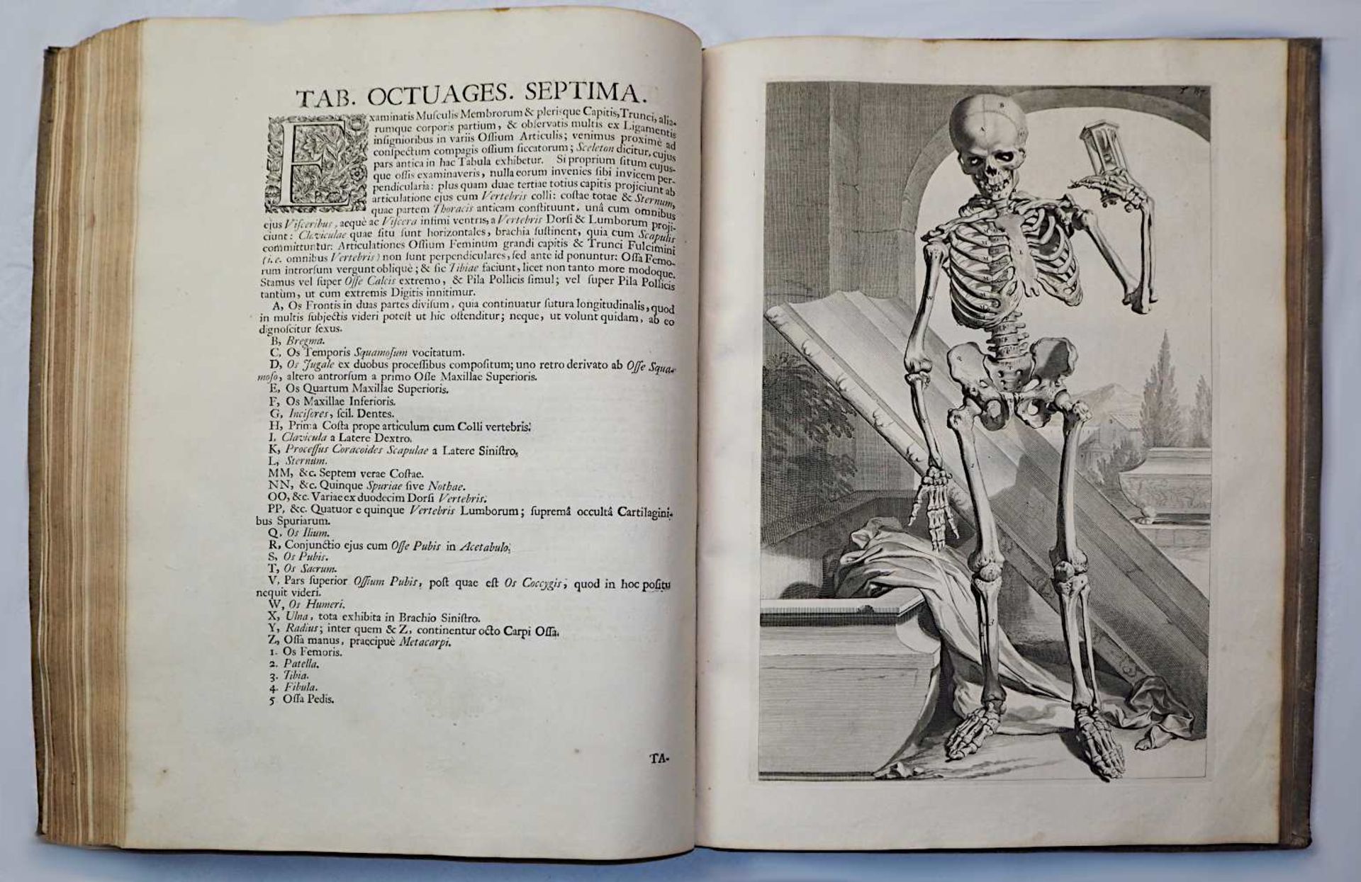 1 aufwendig illustriertes Anatomie Lehrbuch von 1739:"Anatomia Corporum Humanorum cent - Bild 12 aus 12