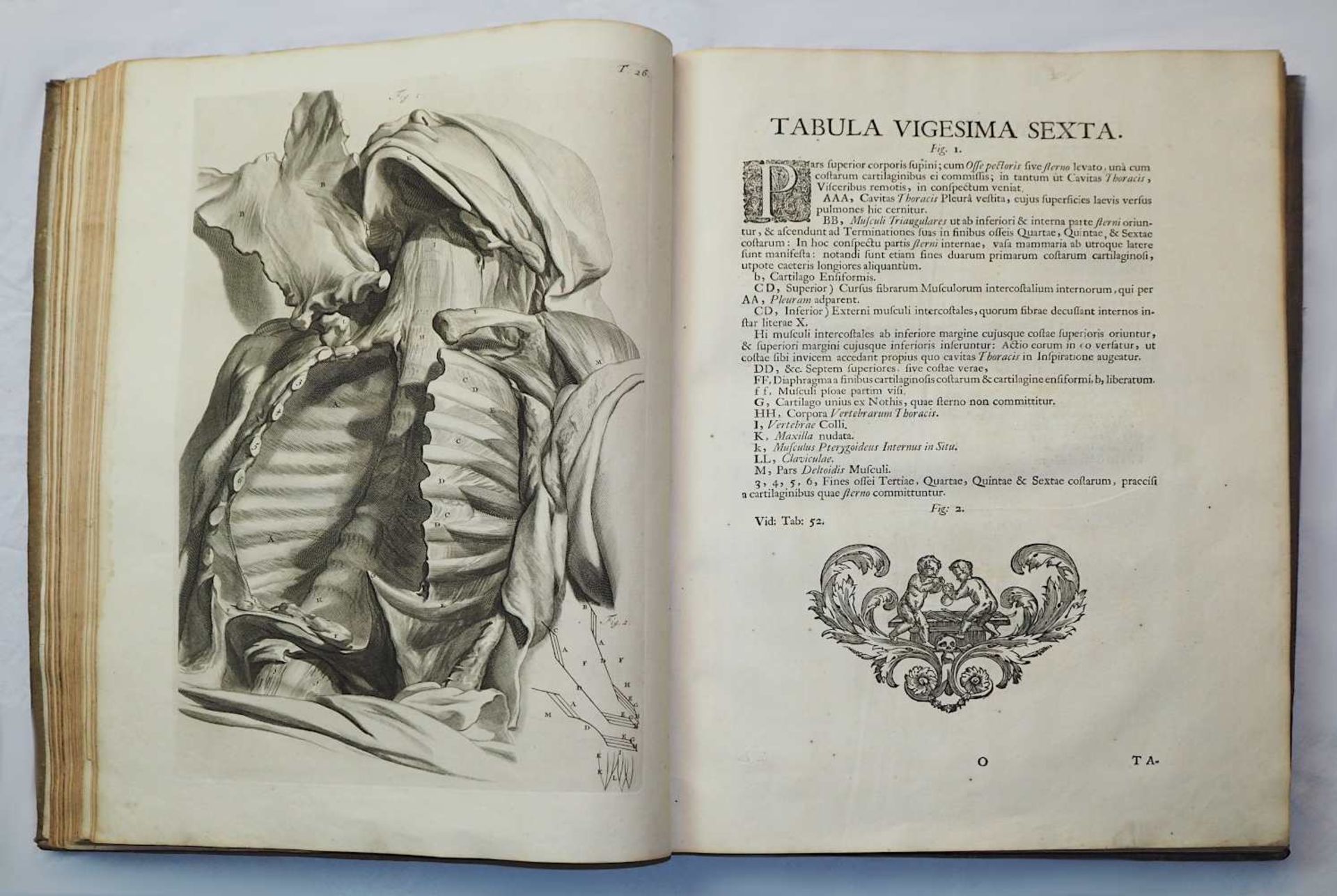 1 aufwendig illustriertes Anatomie Lehrbuch von 1739:"Anatomia Corporum Humanorum cent - Bild 11 aus 12