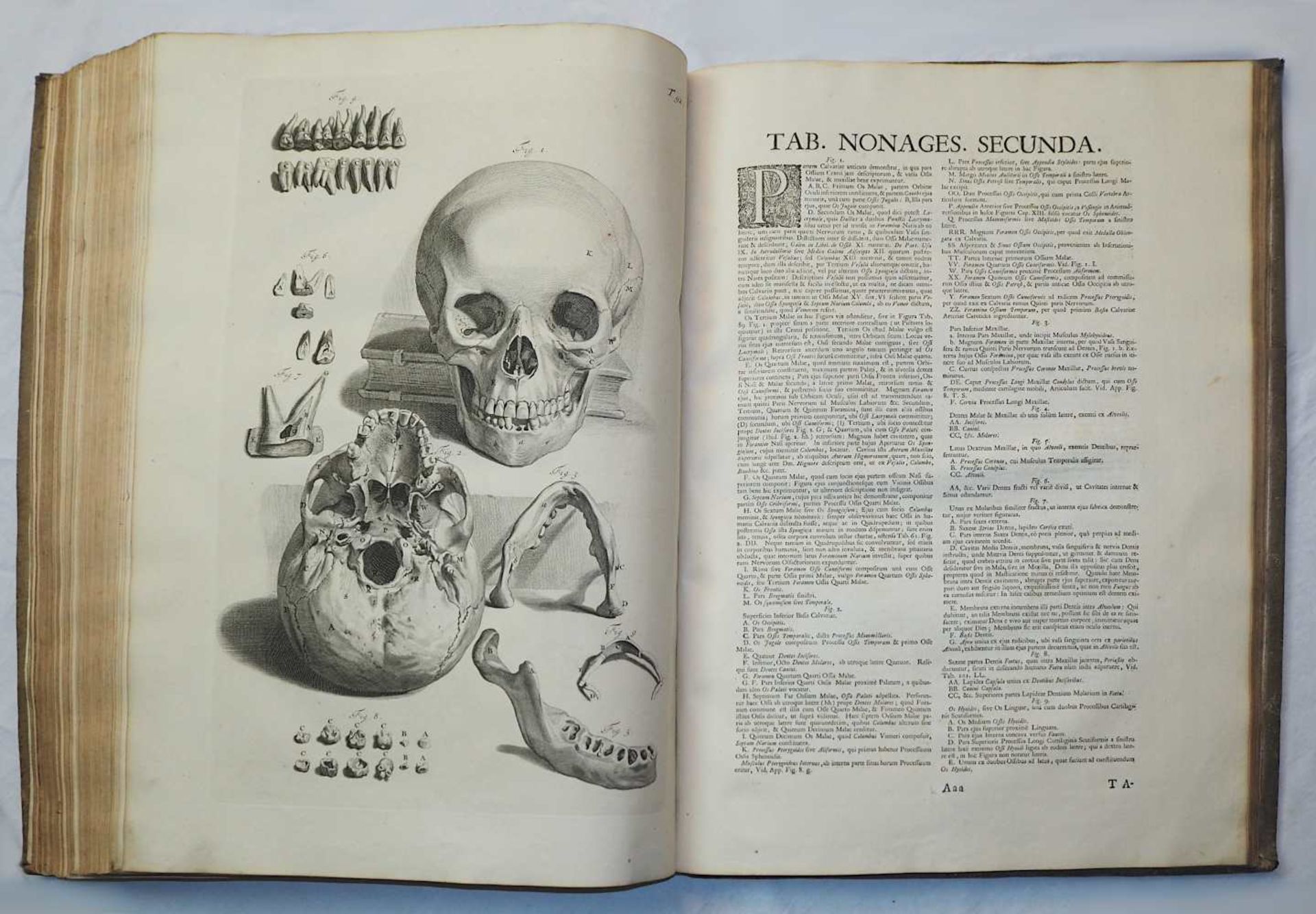 1 aufwendig illustriertes Anatomie Lehrbuch von 1739:"Anatomia Corporum Humanorum cent - Bild 5 aus 12