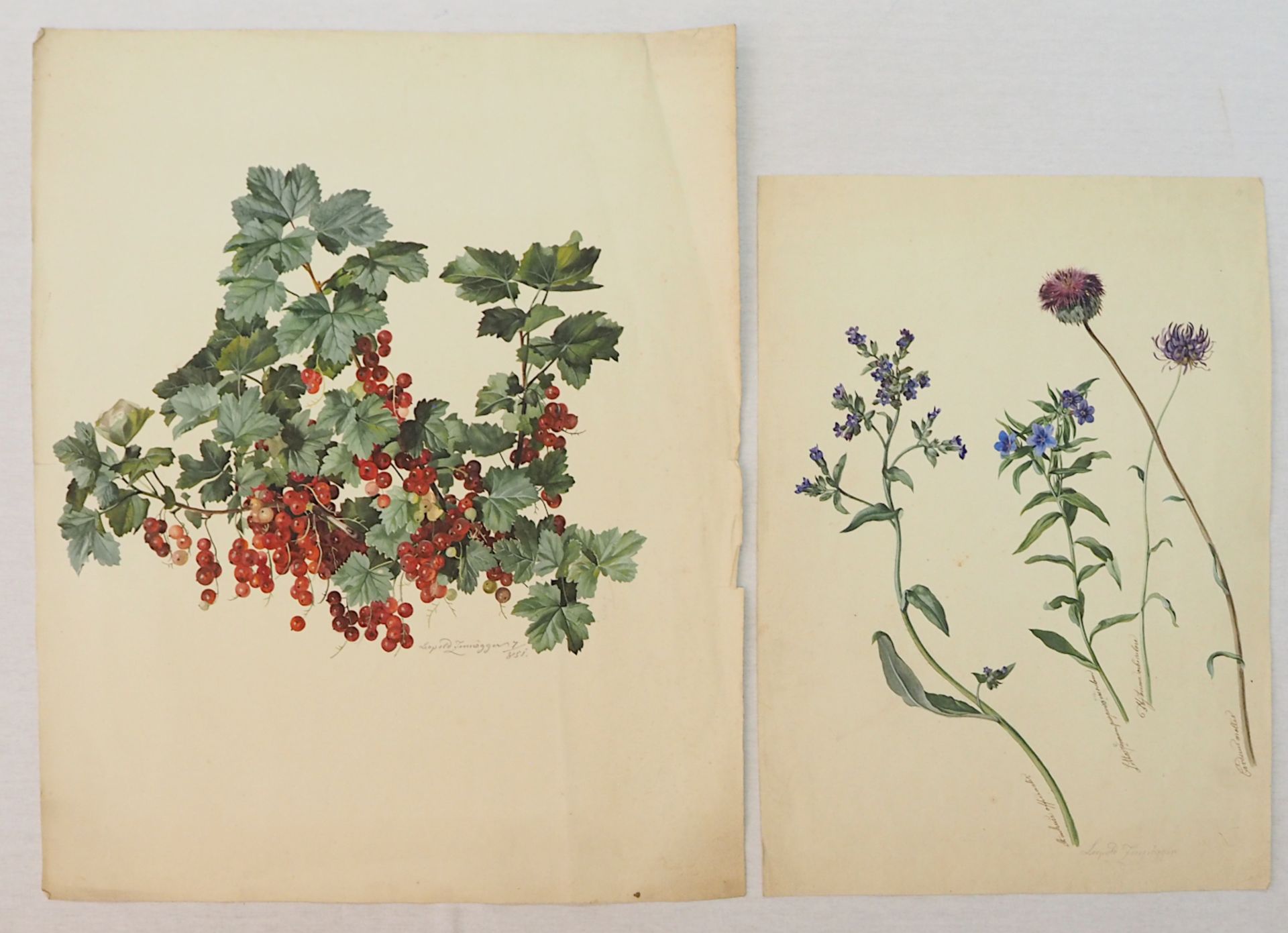 2 botanische Aquarelle des Künstlers Leopold ZINNÖGGER (wohl 1811-1872):