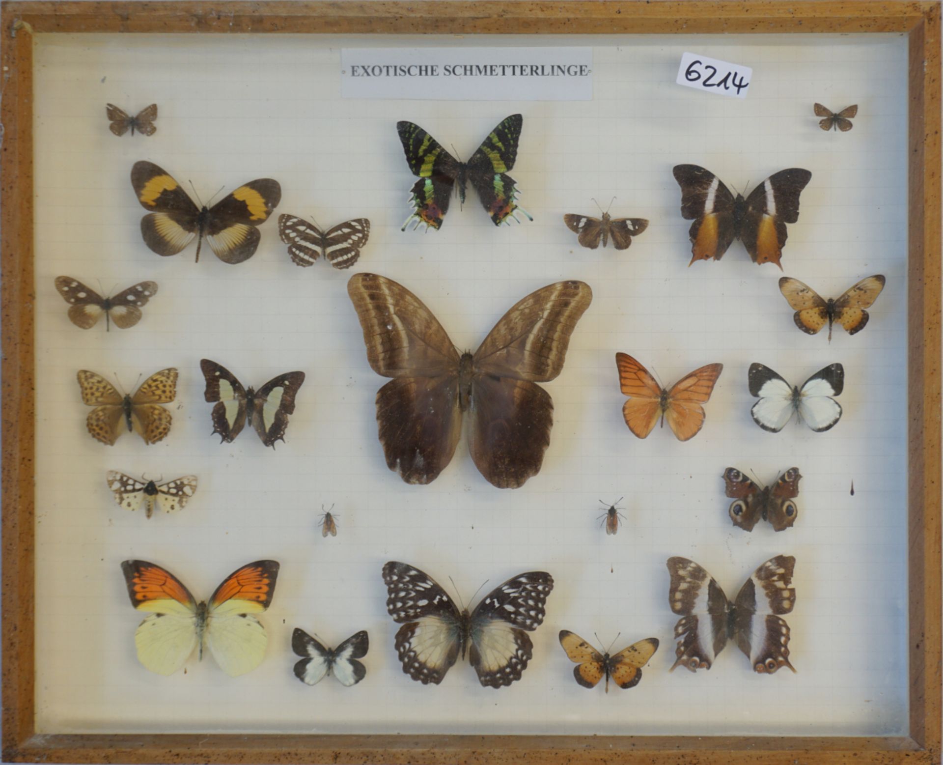 6 Schaukästen "Schmetterlinge" z.T. exotisch