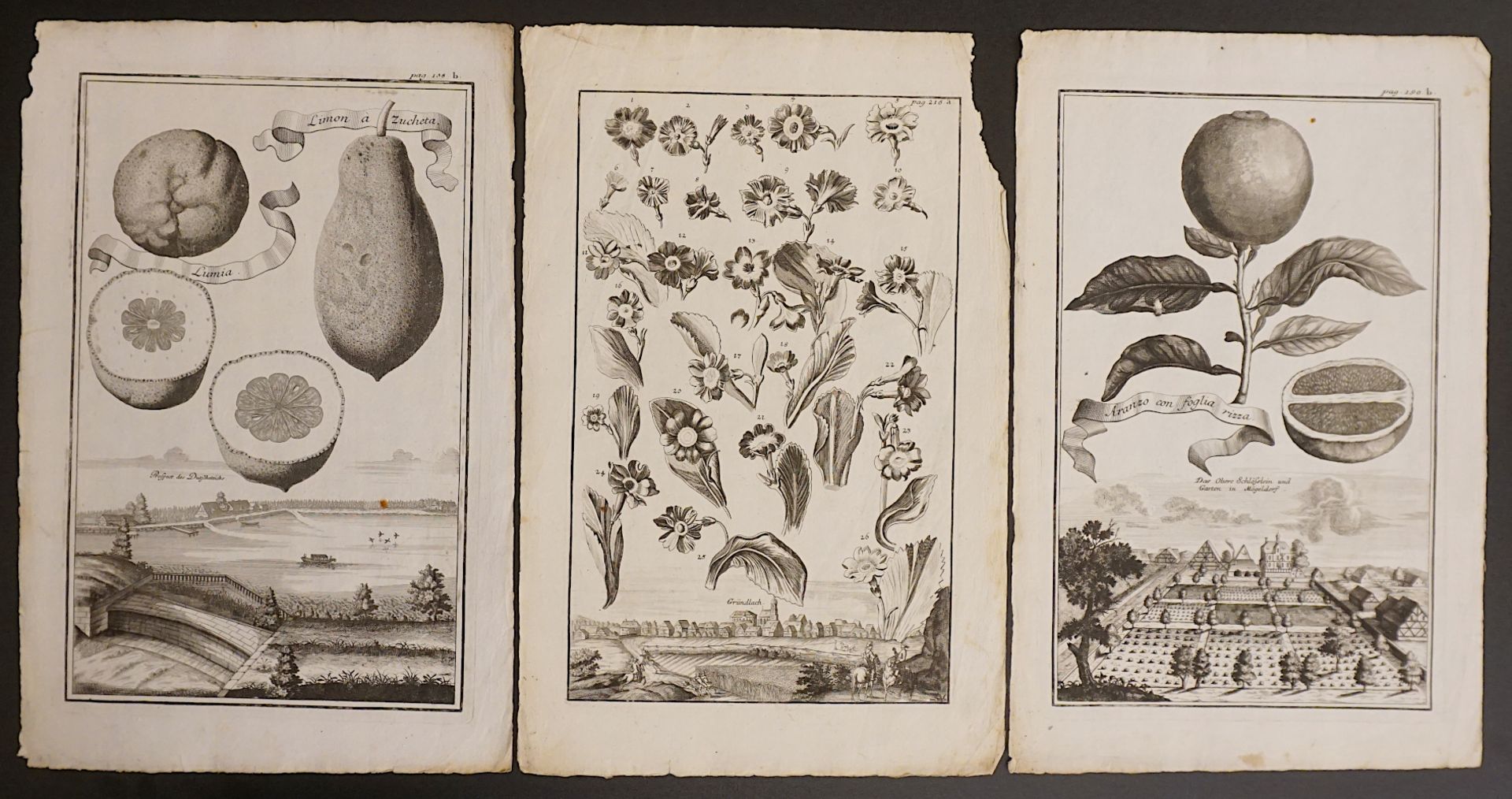 3 Blätter/ Kupferstiche wohl Johann Christoph VOLKAMER (1644-1720) versch. Darstellungen aus: