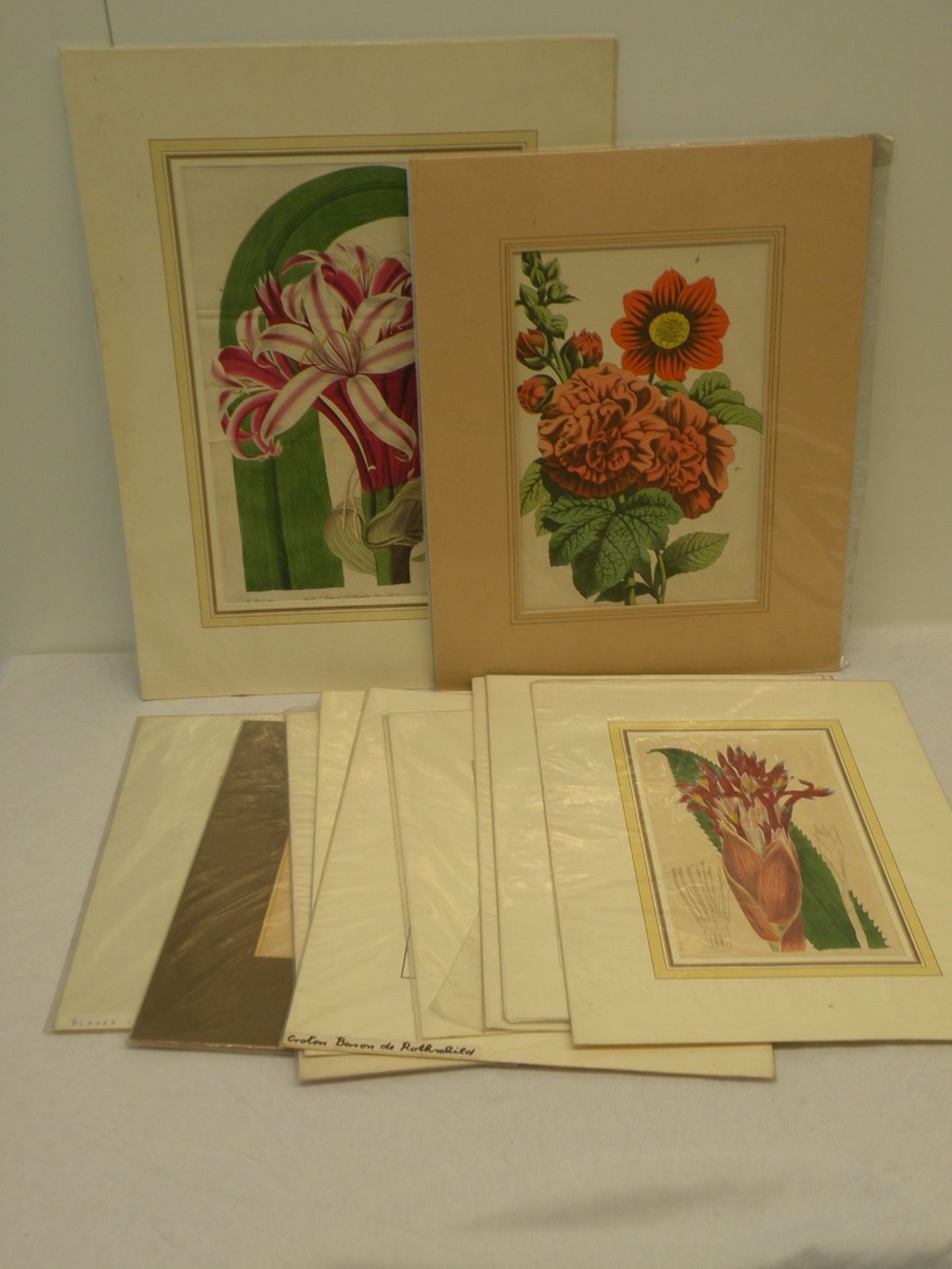 11 Lithographien Blumen, coloriert, verschieden