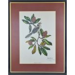 Richardson, Anne Worsham (1922 - 2012 South Carolina) "Spottdrosseln auf Magnolienast", Print,