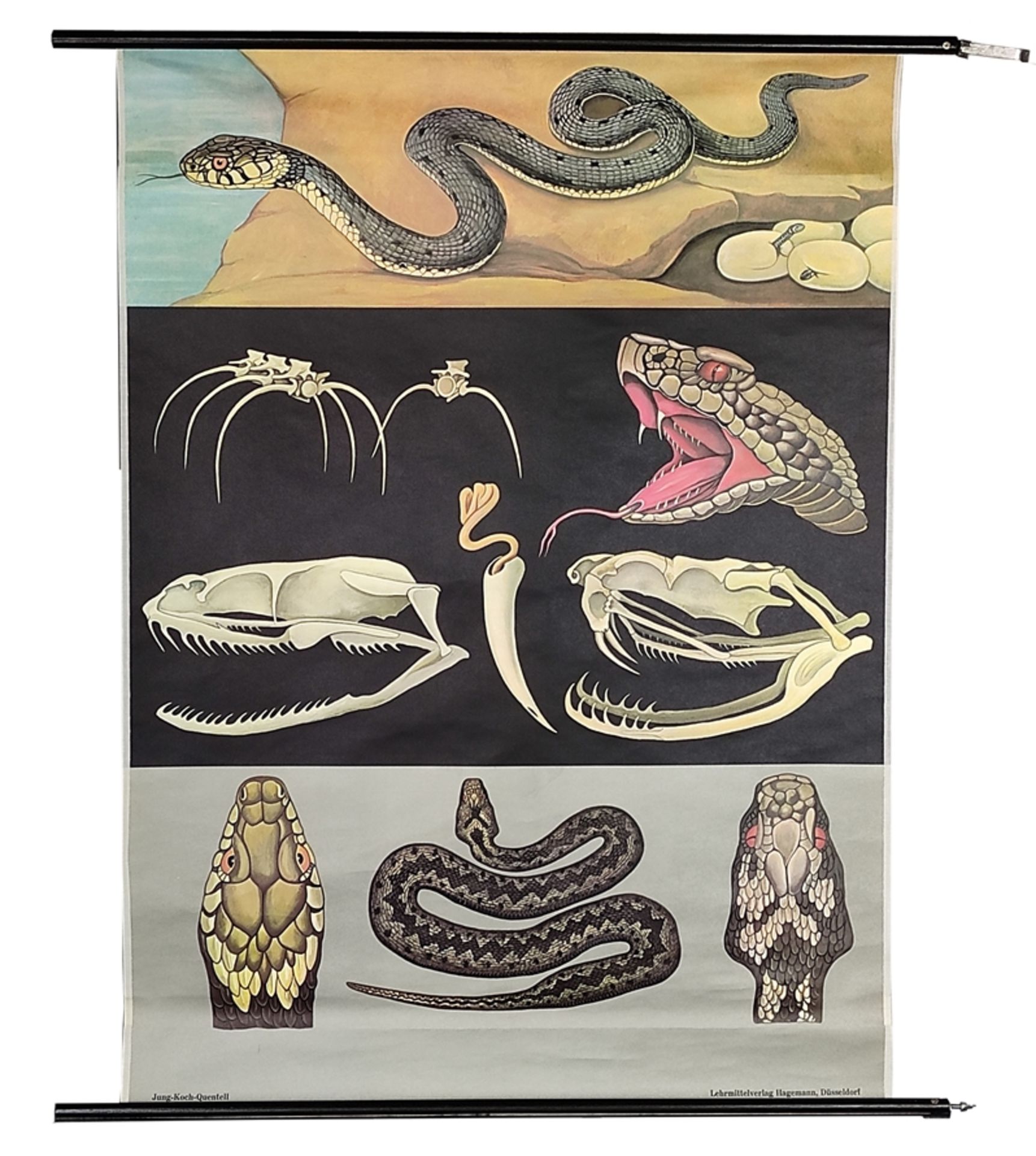 Lehrkarte/Schulwandkarte, "Kreuzotter/Viper", Biologie, Jung-Koch-Quentell, 1972, mit Aufhängung (H