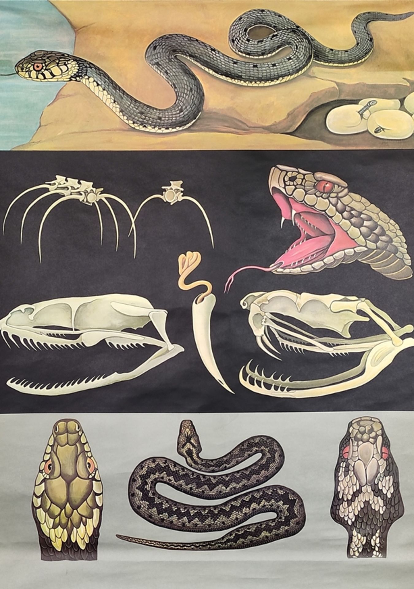 Lehrkarte/Schulwandkarte, "Kreuzotter/Viper", Biologie, Jung-Koch-Quentell, 1972, mit Aufhängung (H - Bild 3 aus 3