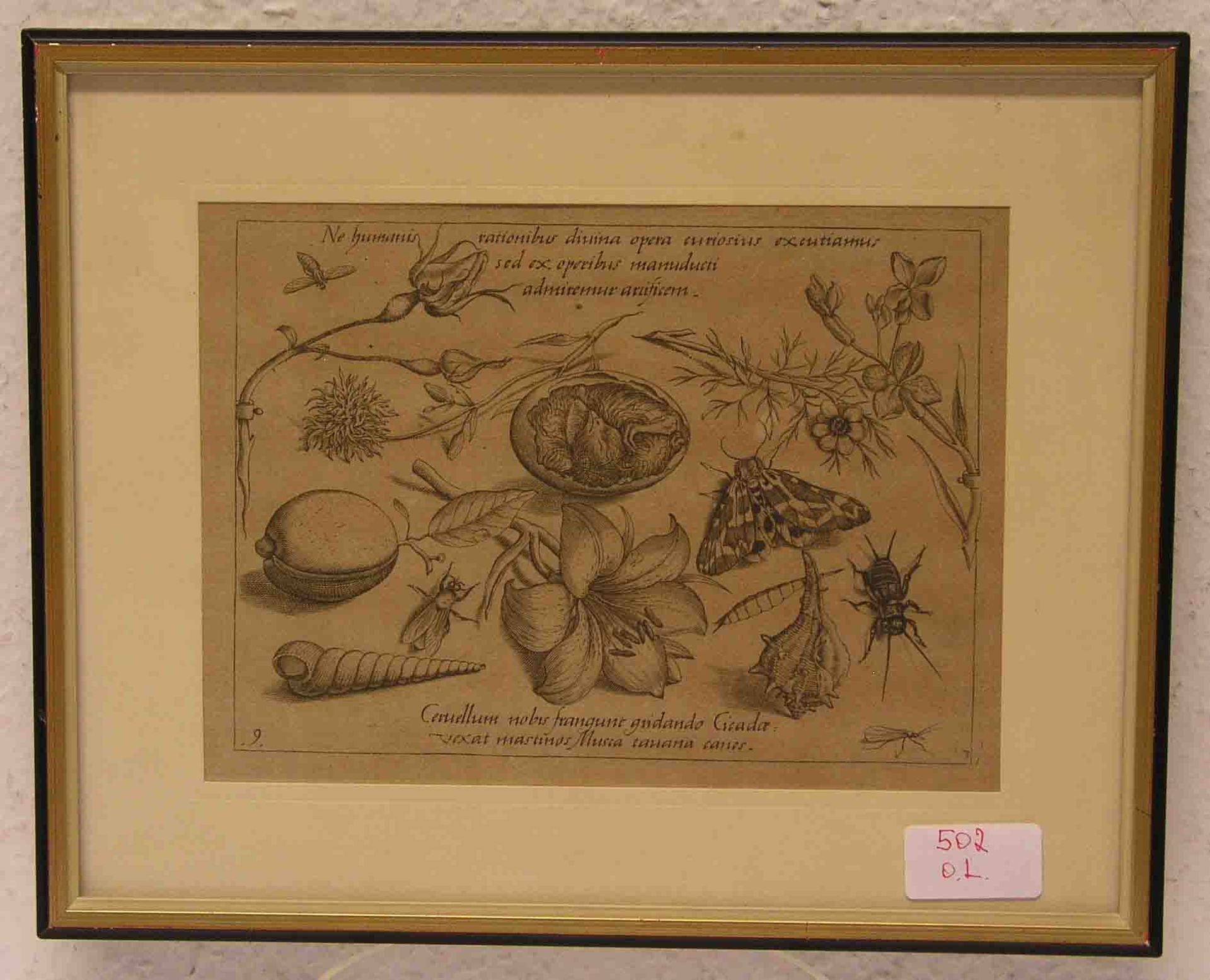 Jacob Hufnagel ( 1575 - Antwerpen - um 1630), Miniaturmaler und Kupferstecher: "Insekten".16 x 21cm.