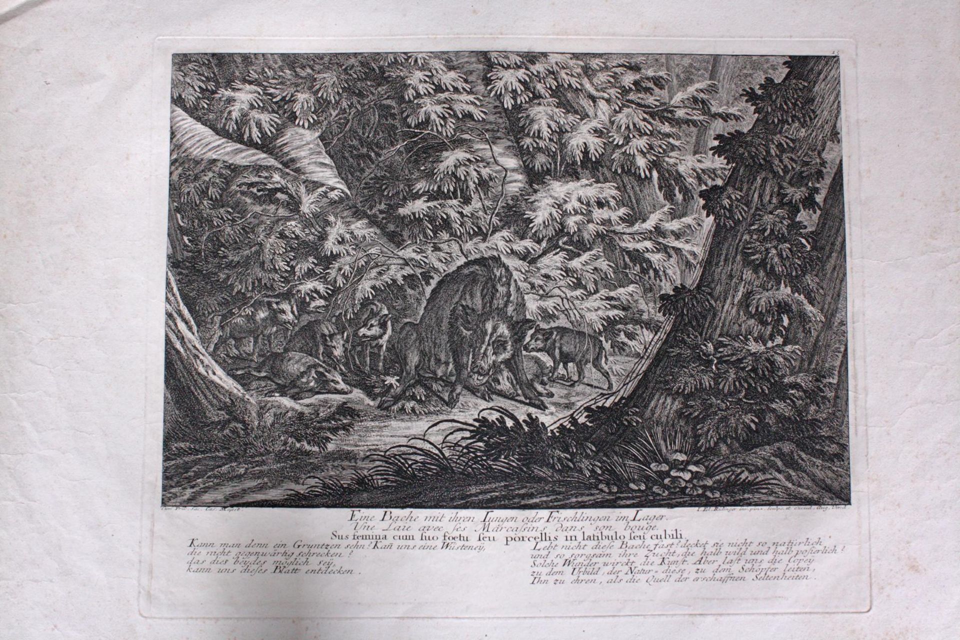 Johann Elias Ridinger (1698- 1767). 4 Kupferstiche - Bild 4 aus 5