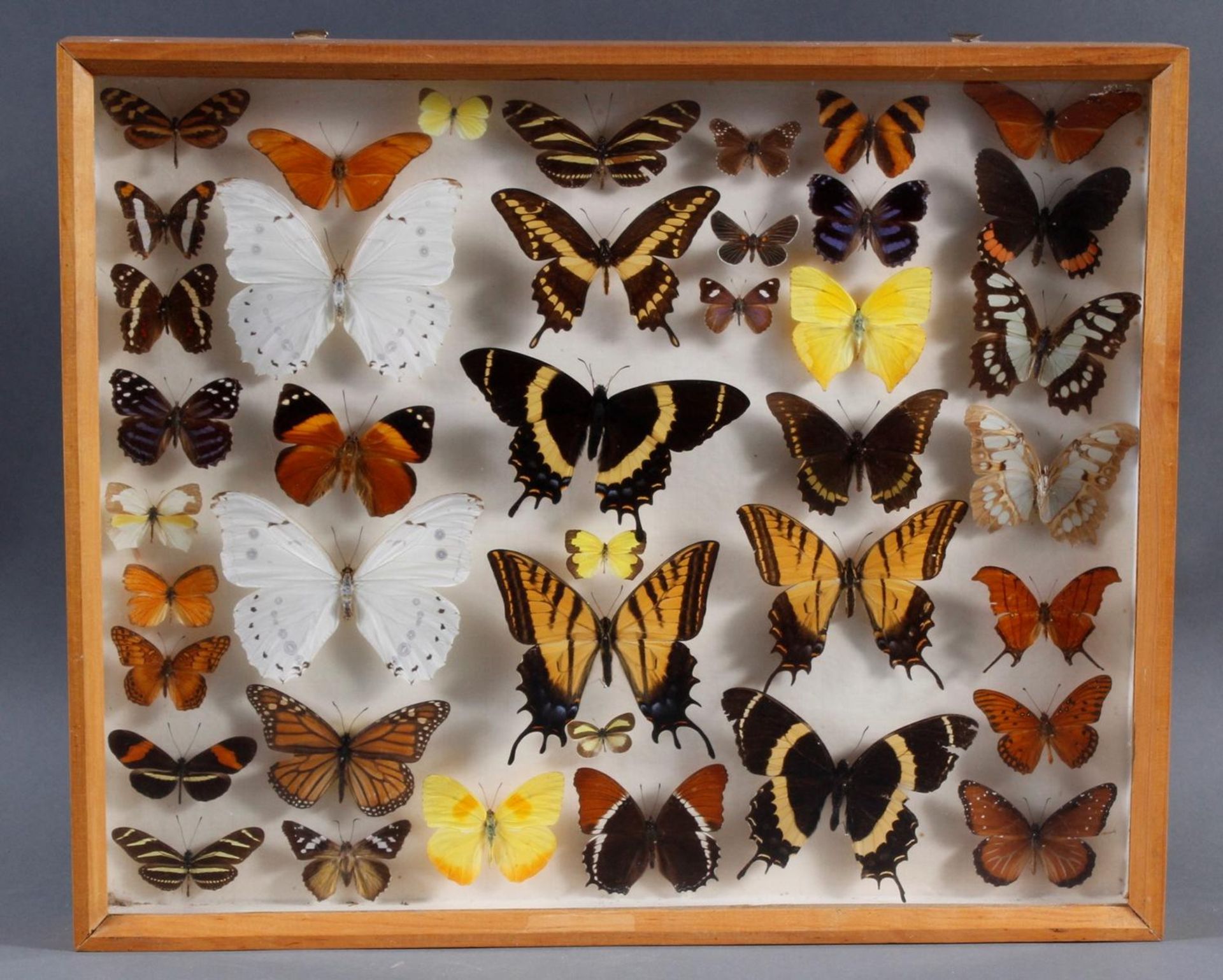 Entomologische Sammlung - Image 2 of 8