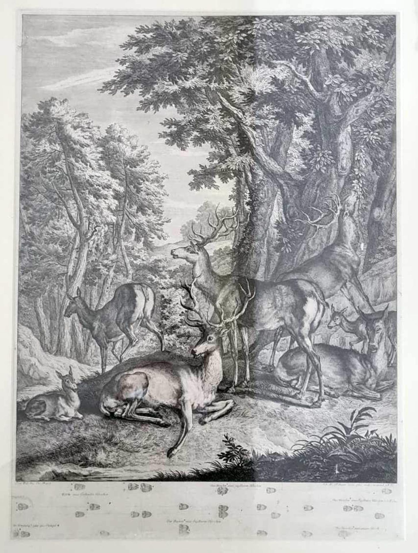 Johann E. Ridinger, (1698 Ulm - 1767 Augsburg.) Kupferstich 19. Jahrhundert