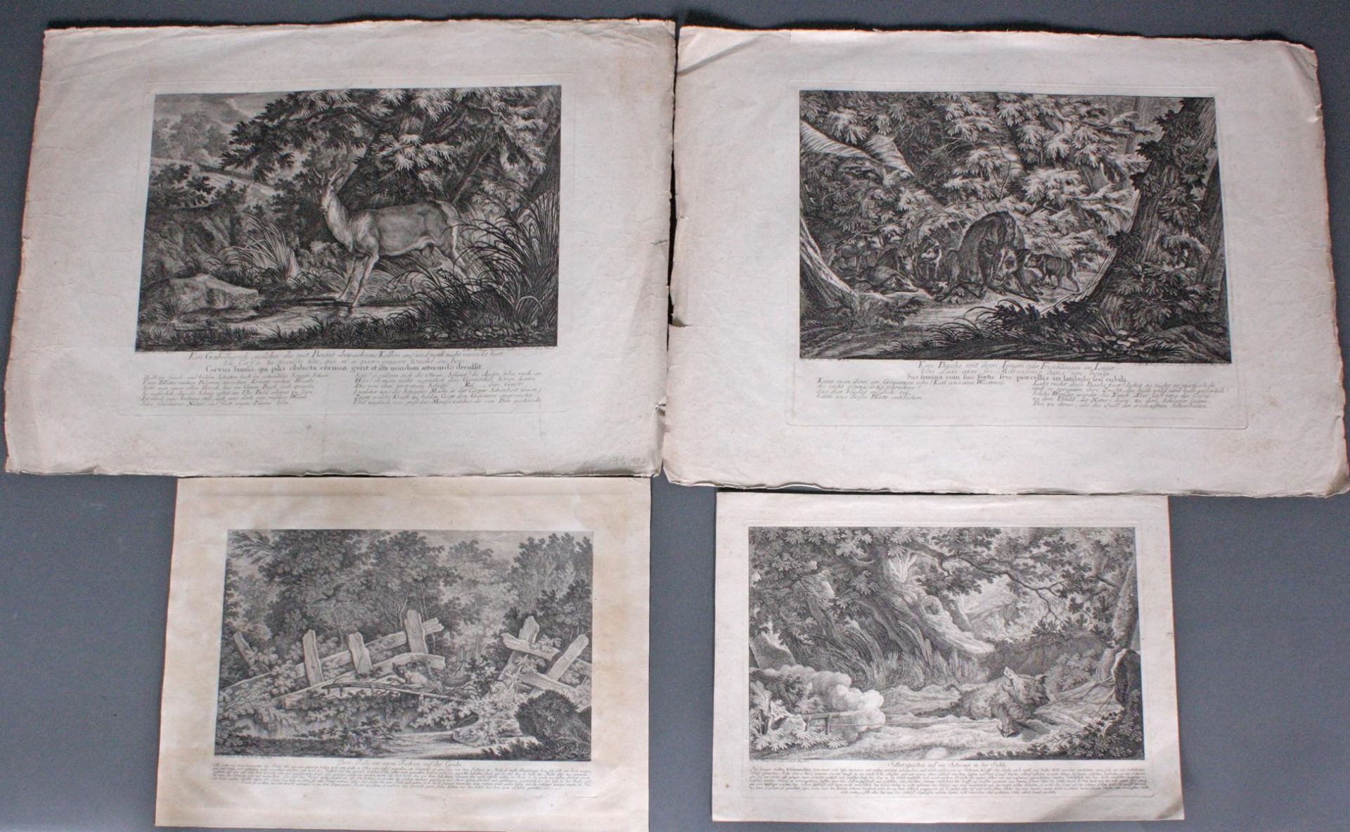 Johann Elias Ridinger (1698- 1767). 4 Kupferstiche