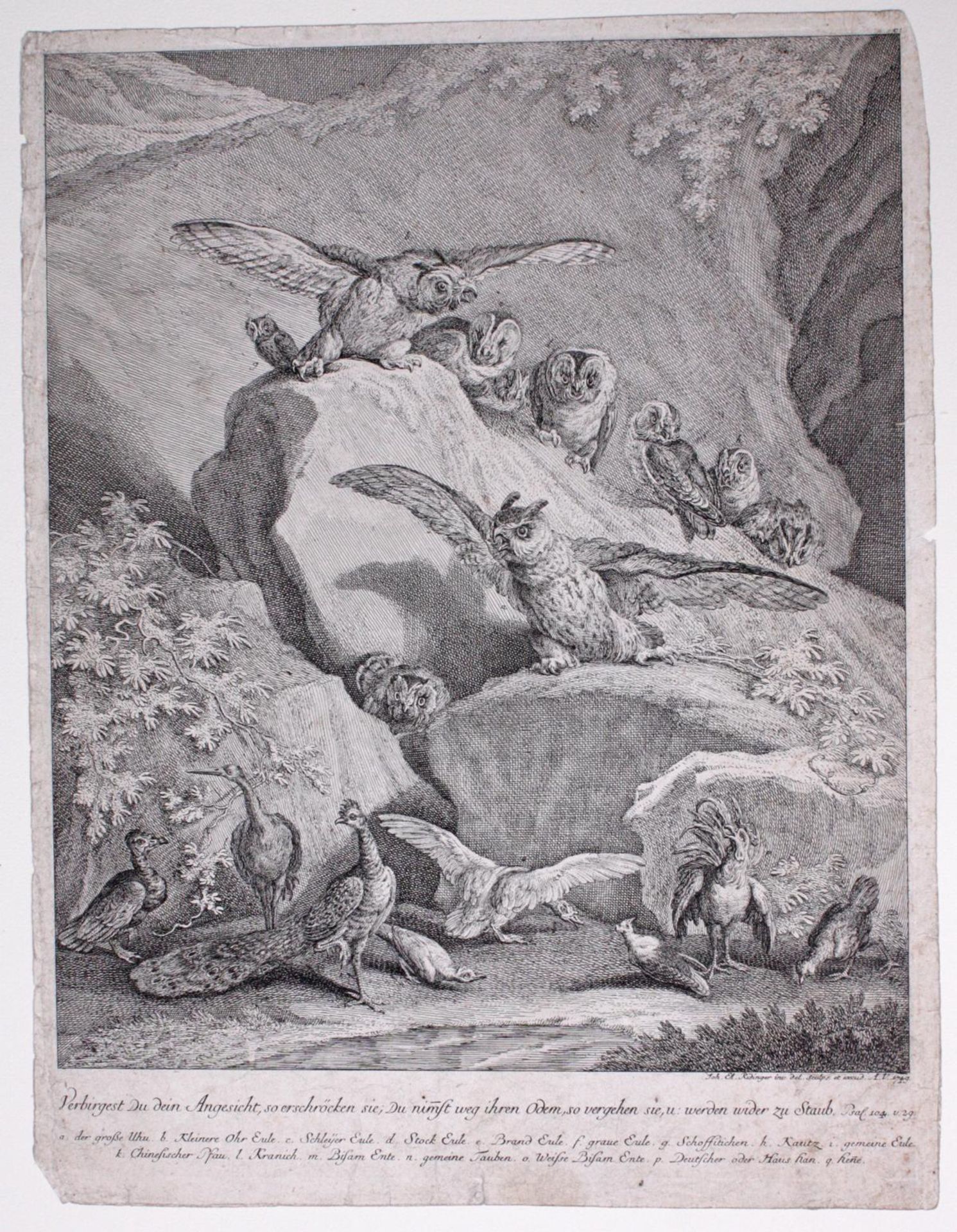 Johann Elias Ridinger (1698-1767). 2 Kupfertische - Bild 2 aus 3
