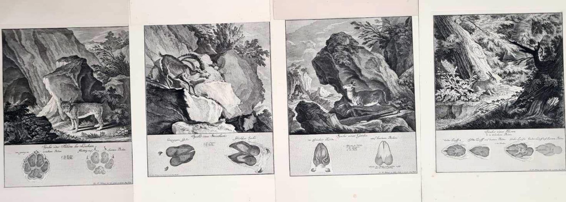 22 Abbildungen der Jagdbaren Thiere mit derselben angefügten Färten und Spuhren von Joh. Ridinger - Image 5 of 8