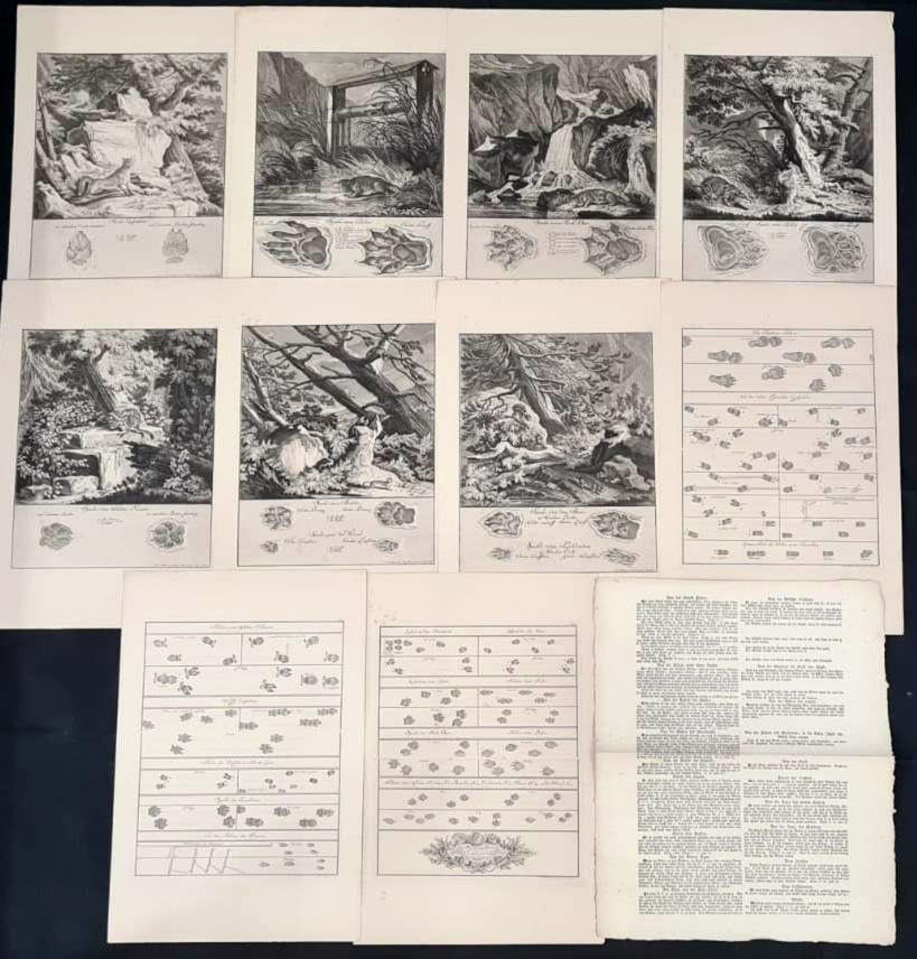 22 Abbildungen der Jagdbaren Thiere mit derselben angefügten Färten und Spuhren von Joh. Ridinger - Image 2 of 8
