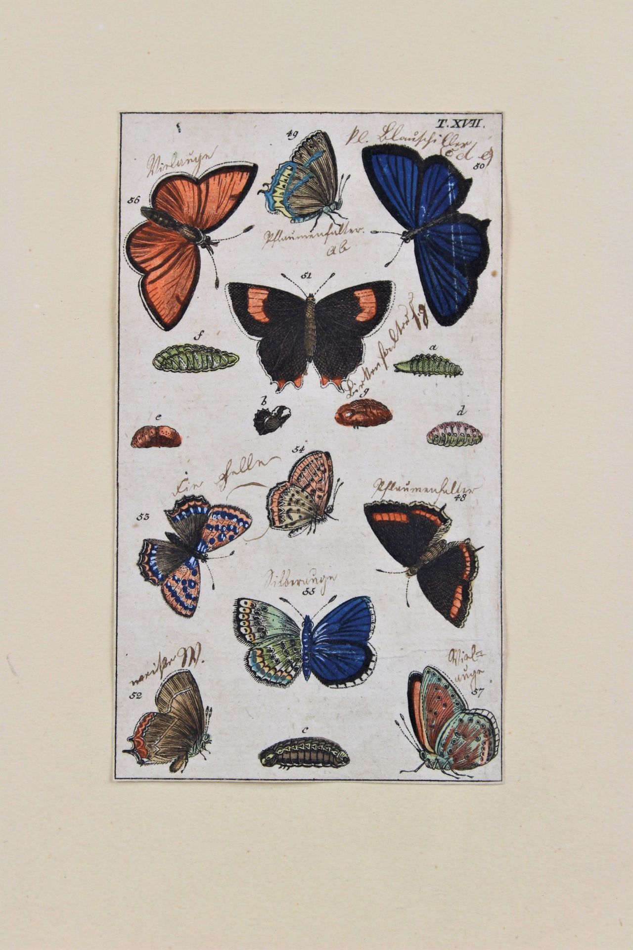 Merian, Sybille ( 1647 - 1717 ) " Schmetterlinge "