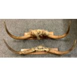 A pair of Highland cattle horns, wooden plaque mount, 102cm wide; another pair 103cm wide (2)