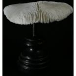 Natural History - a mushroom coral specimen, mounted for display, 12cm high overall, 13cm wide