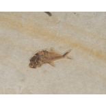 Natural History - Paleontology - a fossilized fish, Diplomystus, Green River formation, Wyoming, the