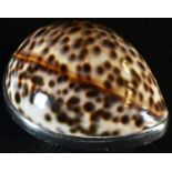 A George III silver mounted cowrie shell snuff box, probably Scottish, hinged cover inscribed 'J H P