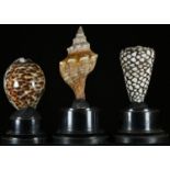 Natural History - Conchology - three shell specimens, mounted for display, the largest 12cm high