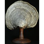 Natural History - Mycology - a bracket fungus specimen, mounted for display, 27cm high overall, 22cm