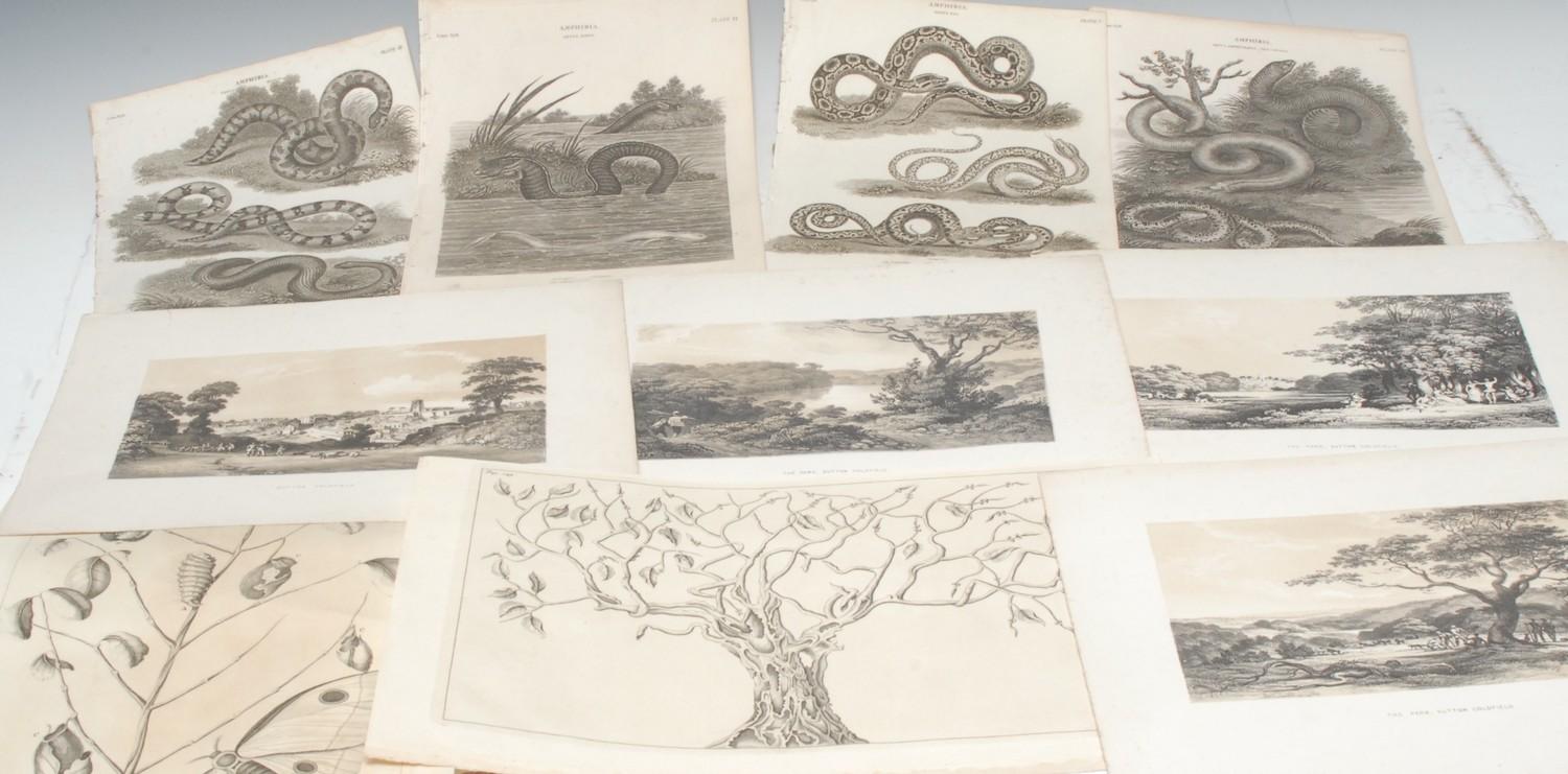 Natural History - a folio of 18th century and later prints, principally botany, various media, - Image 2 of 2