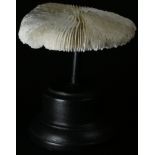 Natural History - a mushroom coral specimen, mounted for display, 12cm high overall