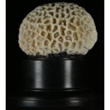 Natural History - a brain coral specimen, mounted for display, 15cm high