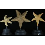 Natural History - Conchology, three graduated starfish specimens, various hues and sizes, mounted