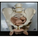 Medical - a three-dimensional anatomical didactic model, of a female pelvis and genitalia, by 3B