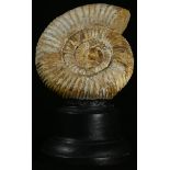 Natural History - Paleontology - a fossilized ammonite specimen, mounted for display, 16cm high