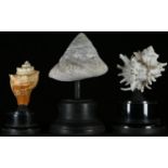 Natural History - Conchology - three shell specimens, mounted for display, the largest 17cm high