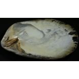 Natural History - Conchology - a mother of pearl shell specimen, displaying nacre, 22cm x 19cm
