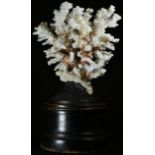 Natural History - a branch coral (acropora florida) specimen, mounted for display, 27cm high overall