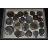 Natural History - Geology, Palaeontology, a tray collection of British ammonites, the majority