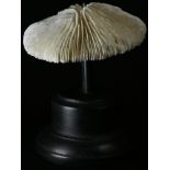 Natural History - a mushroom coral specimen, mounted for display, 12cm high