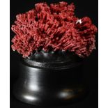 Natural History - a red coral specimen, mounted for display, 12cm high overall